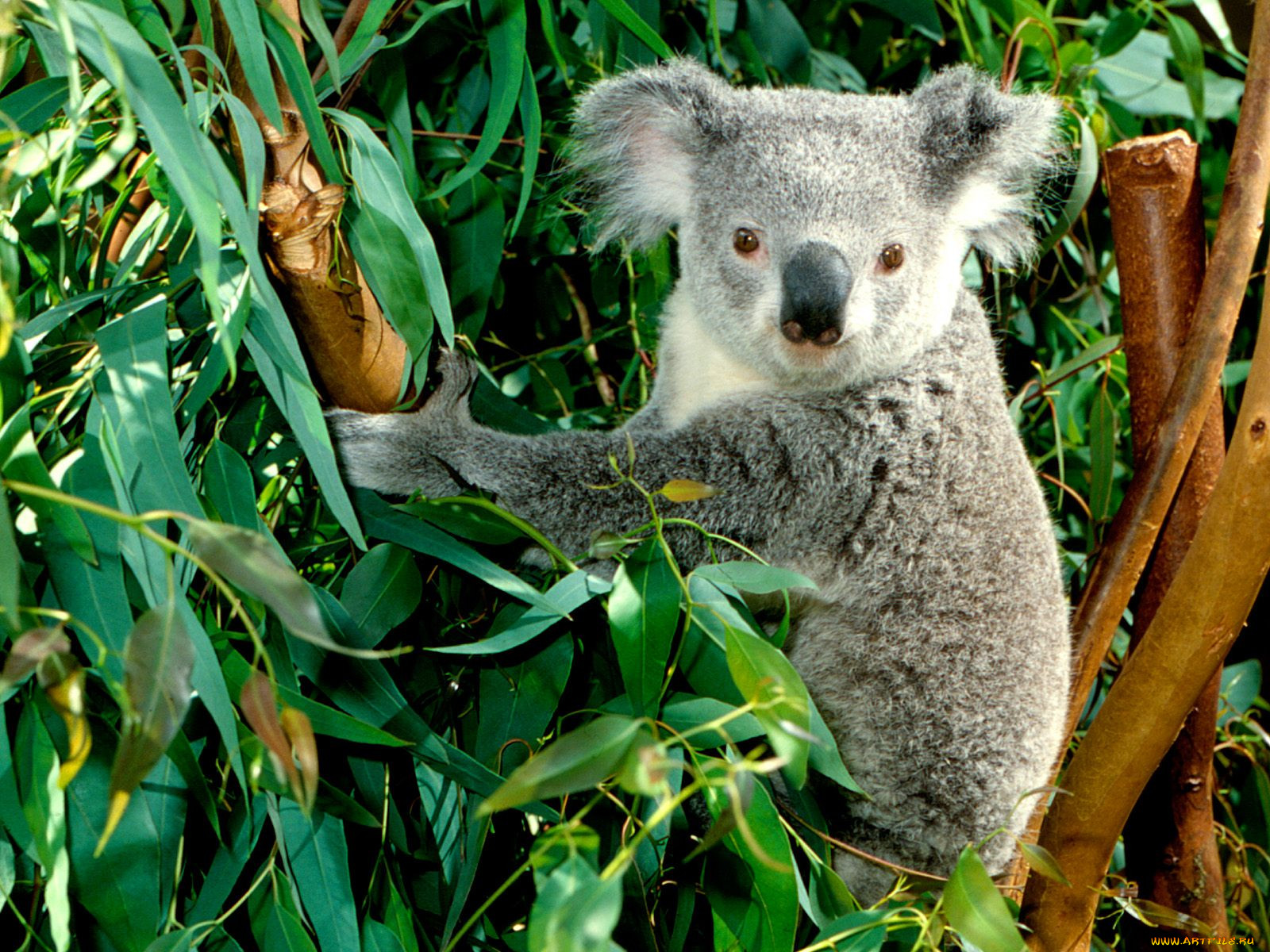 hanging, out, koala, , 